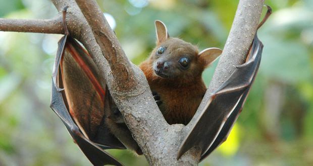 Western Ghats Bat